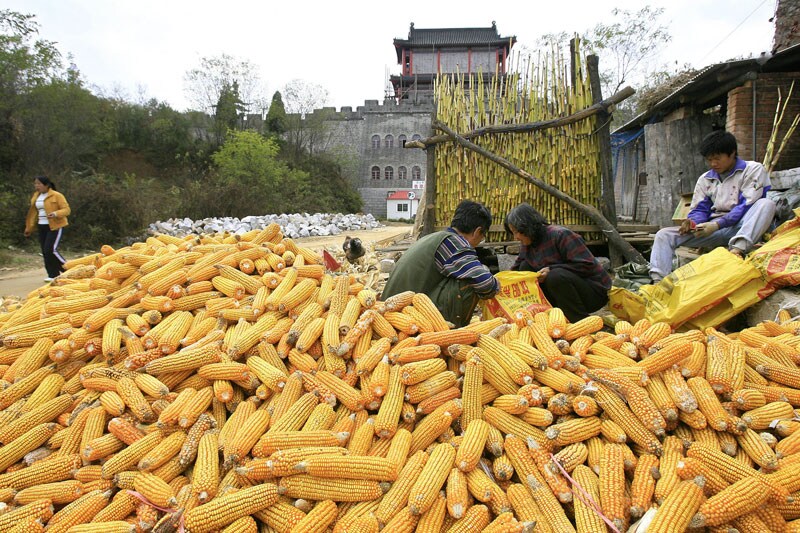 Maïsoogst in China voor bio-ethanol | Foto: ANP/AF