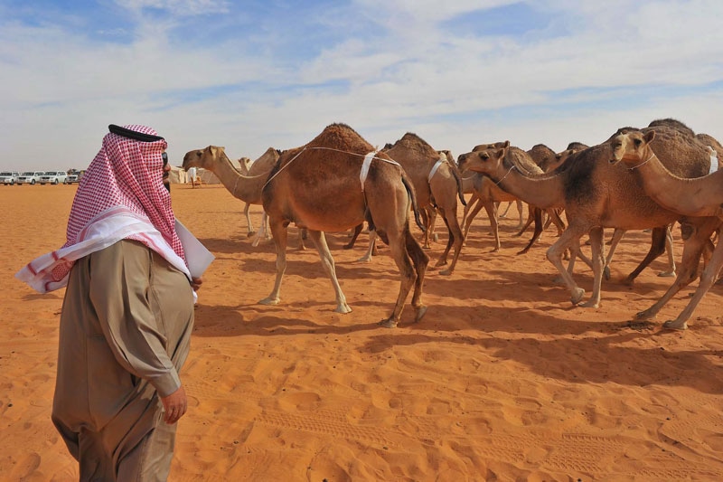 Kamelen in Saoudi-Arabië | Foto: ANP/EPA