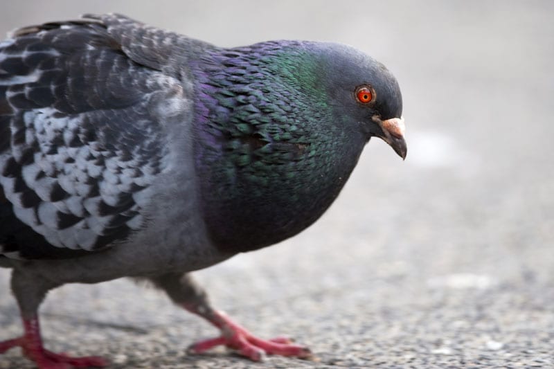 Straatduif | Foto: ANP