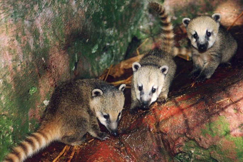 Neusbeertjes | Foto: ANP