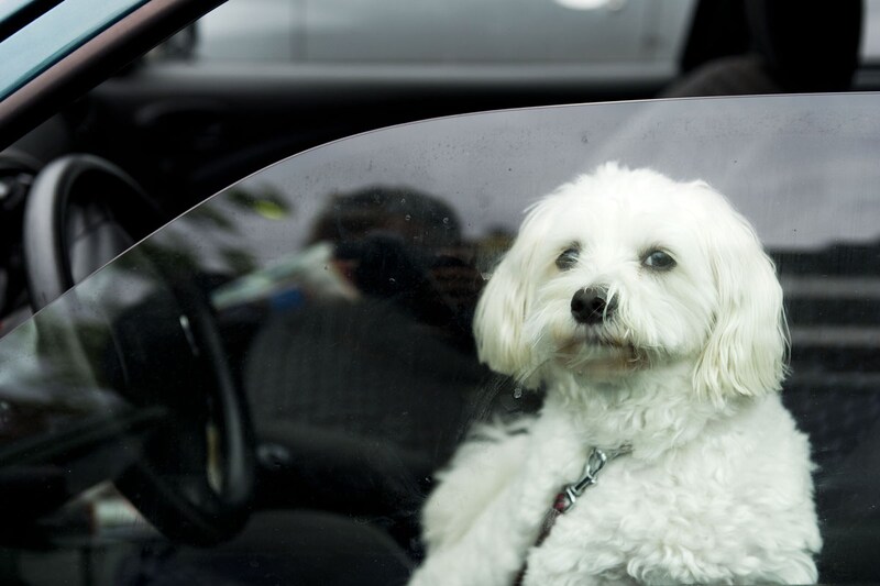 Hond in auto (foto ANP)