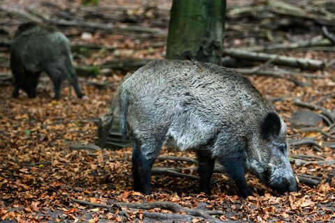 Man rijdt vijftien zwijnen dood in Duitsland