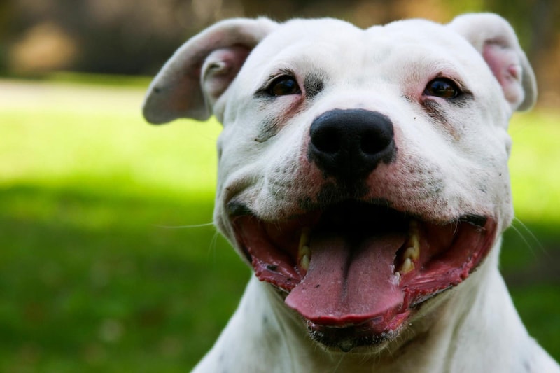 Rechter gelooft niet dat hond te hard reed