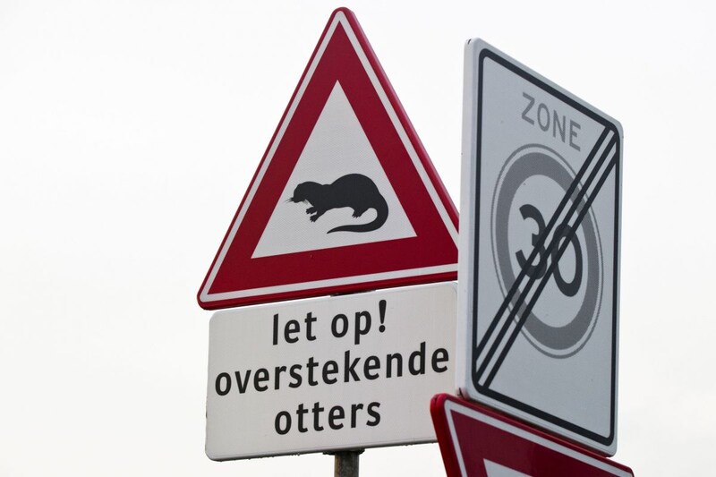 bord voor overstekende otter - ANP