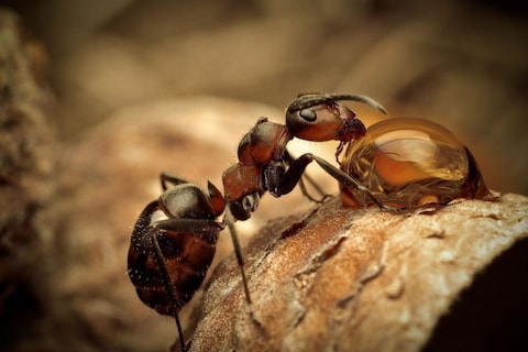 Studenten TU Eindhoven testen auto op mierenzuur 