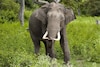 Dieren