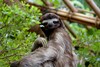 Dieren