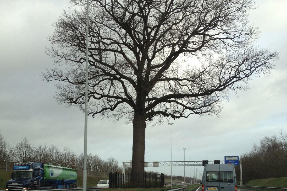 Boom A58 Breda knuffeleik