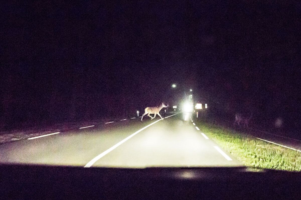 Hert aanrijding Veluwe ongeluk oversteken
