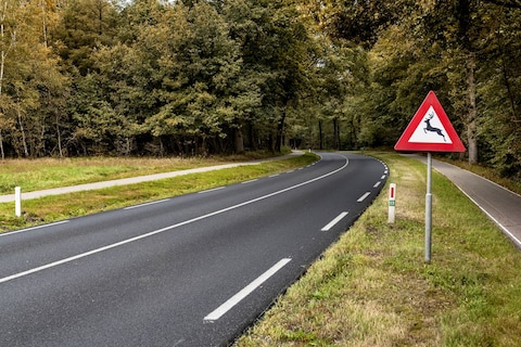 Oppassen geblazen: meer wild op de weg dan normaal