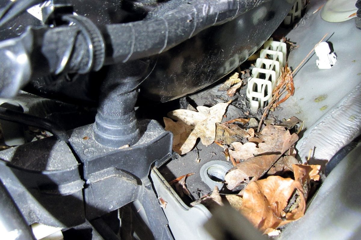 Onderhoud in de winter: bladeren