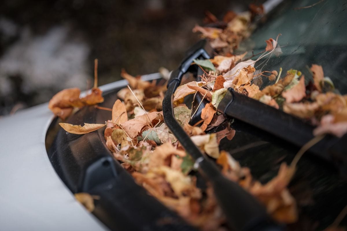 Ruitenwisser met bladeren - Ronald Smeets via Unsplash