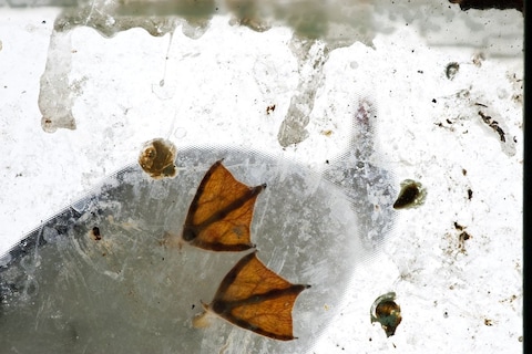 Zo verwijder je vogelpoep van je auto