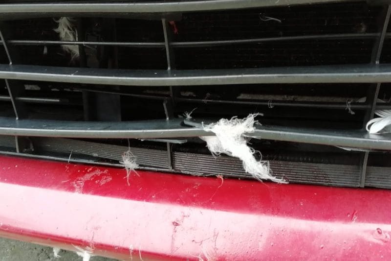 Schade na aanrijding zwaan - en veren