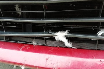 Schade na aanrijding zwaan - en veren