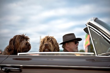 Ouderen honden cabriolet - Tim Mossholder Unsplash