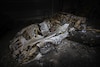 Palmen Barnfind Collection
