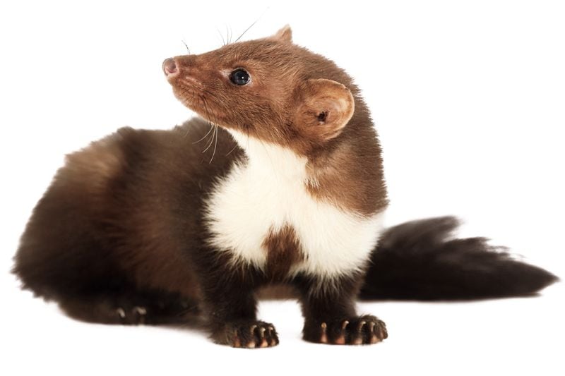 Marterpreventie - Marter wegkijkend