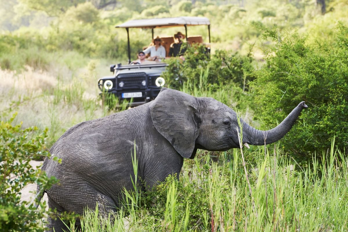 Ineos Grenadier Kavango safari