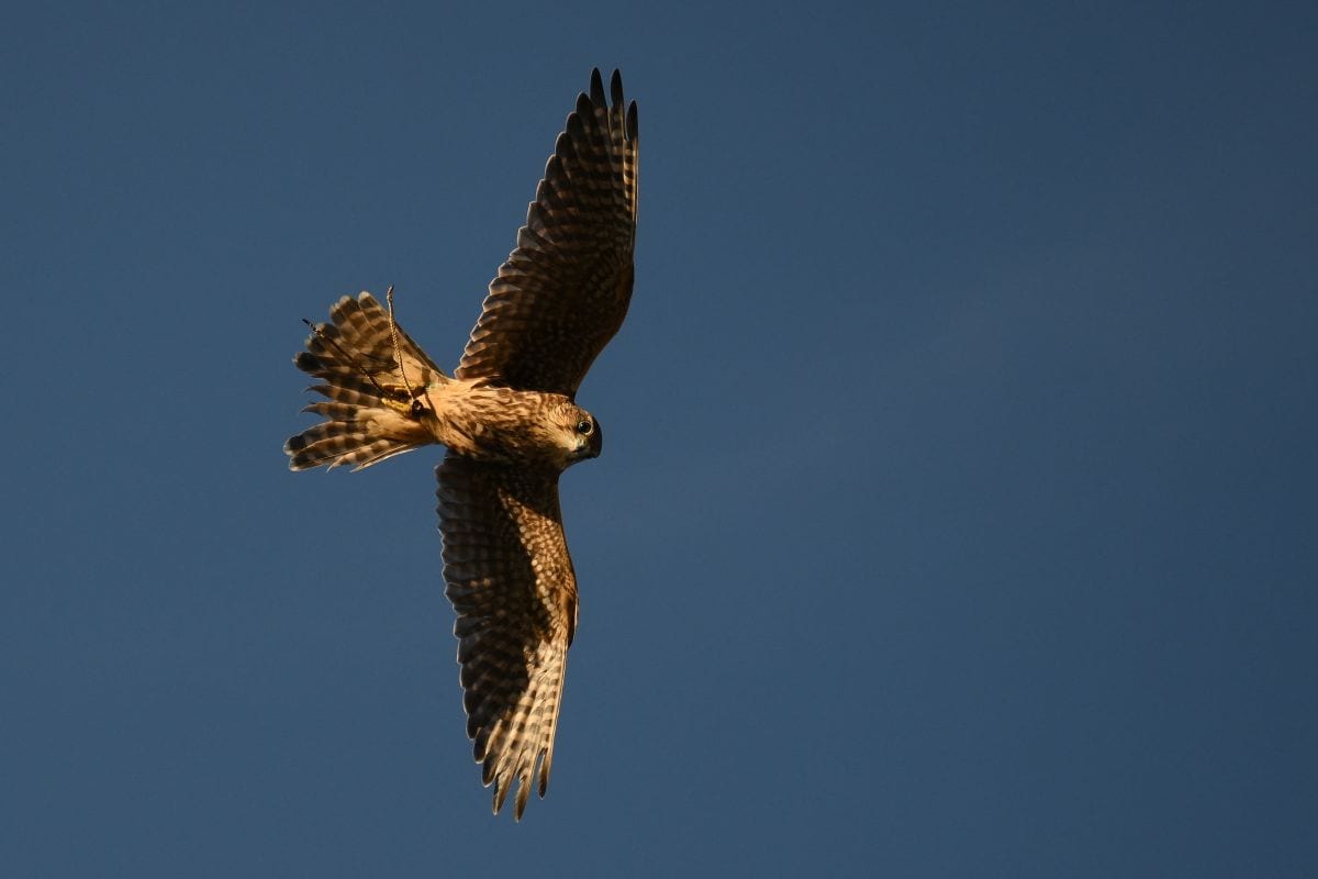Valk vogel (ANP)