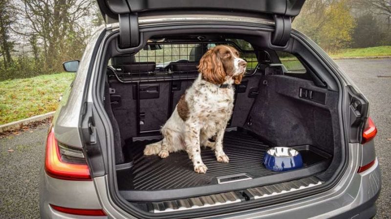 Hond in auto