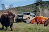 Toyota Land Cruiser 250 Prado