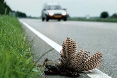 Aangereden dier, dood, weg, oversteken