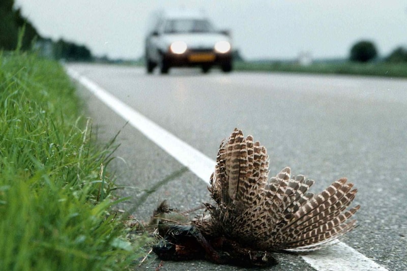 Aangereden dier, dood, weg, oversteken